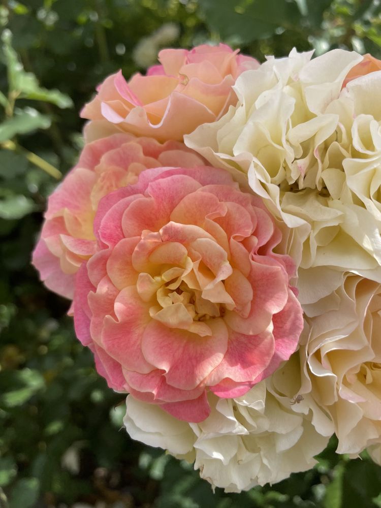 Zartrosa und cremefarbene Rosen